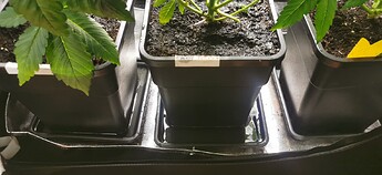 Growreport Bild 2