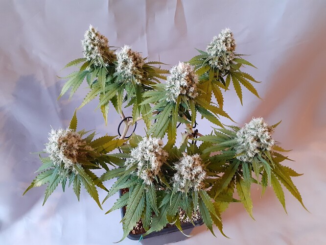 Growreport Bild 178