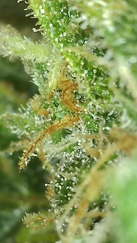 Growreport Bild 5