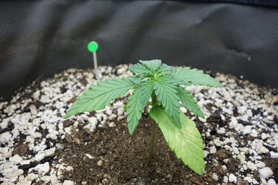 Ein junger Cannabis-Keimling mit mehreren Blättern und einem einzelnen, leicht vergilbten Blatt am unteren Stiel.