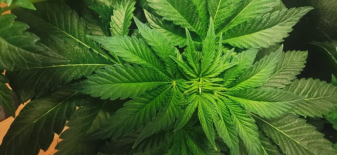 Growreport Bild 10
