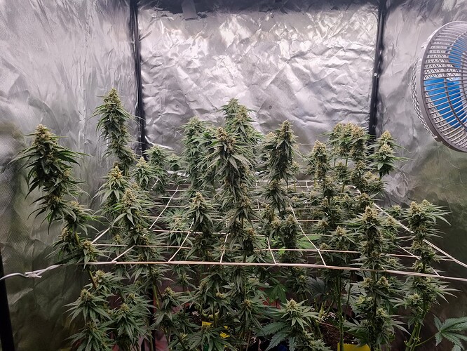 Growreport Bild 3