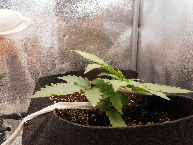 Growreport Bild 8