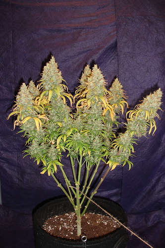 Growreport Bild 32