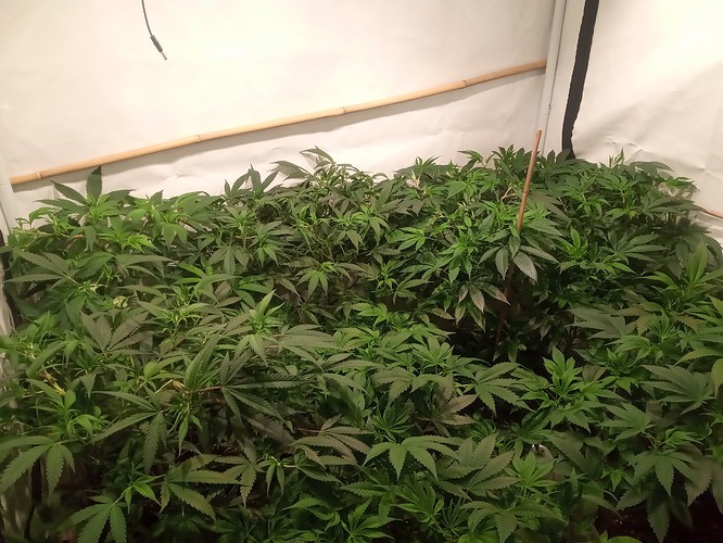 Growreport Bild 58