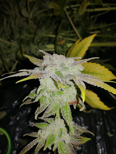 Growreport Bild 2