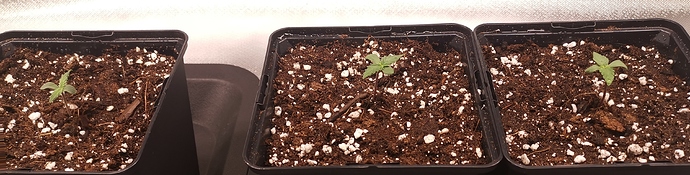 Growreport Bild 13