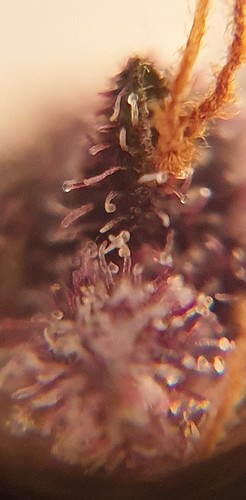 Growreport Bild 9