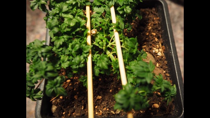 Growreport Bild 2