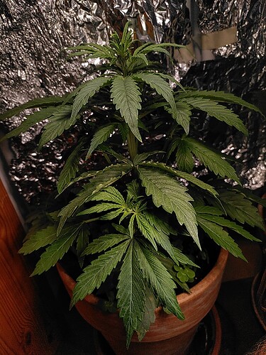 Growreport Bild 1