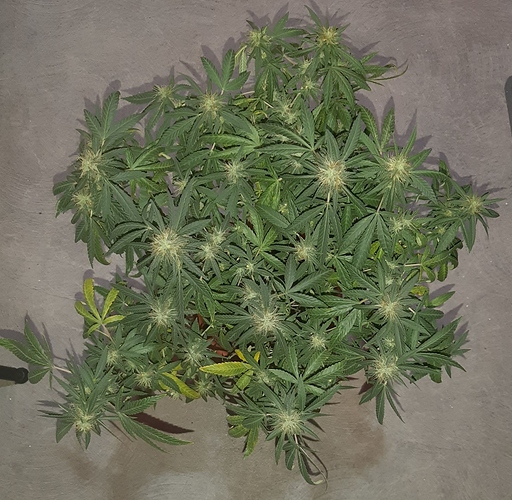 Growreport Bild 11
