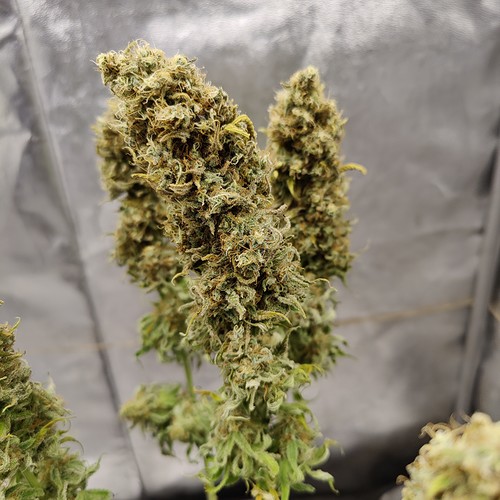 Growreport Bild 45