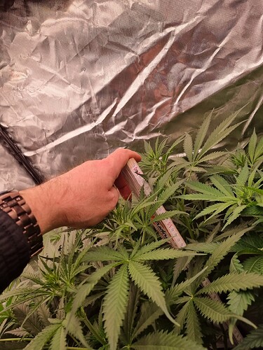 Growreport Bild 30