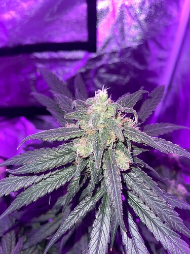 Growreport Bild 15