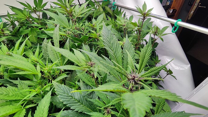 Growreport Bild 4