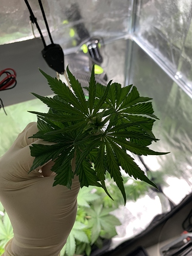 Growreport Bild 13