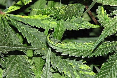 Protect-Your-Marijuana-Plants-From-Tobacco-Mosaic-Virus-720x480
