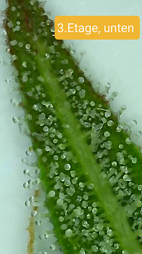 Growreport Bild 7
