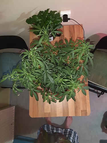 Growreport Bild 3