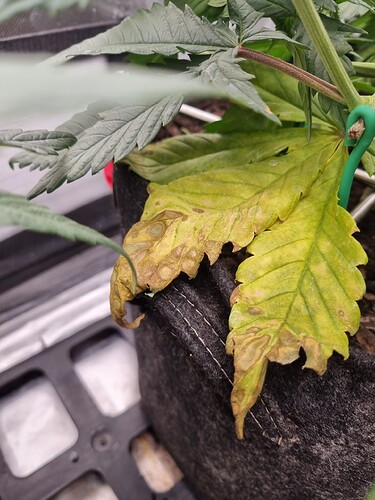 Growreport Bild 2