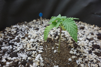 Ein junger Cannabis-Keimling in einem Topf mit Perlit und Erde, mit einem blauen Markierungsstab im Hintergrund.