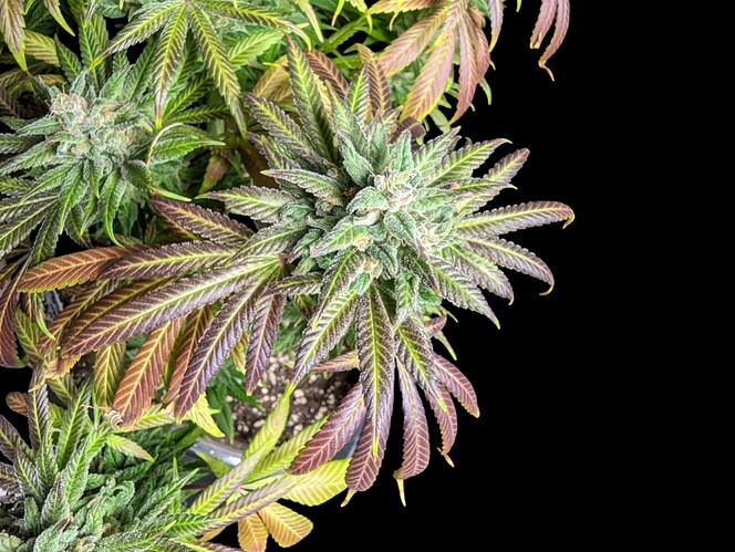 Growreport Bild 27
