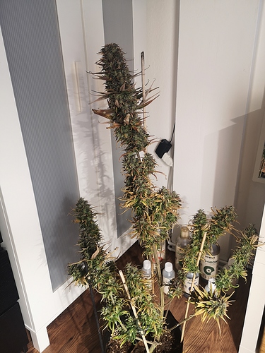 Growreport Bild 1