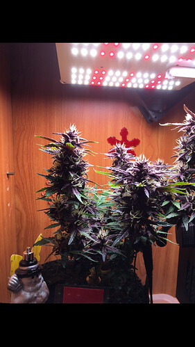 Growreport Bild 11
