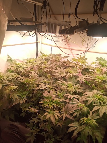 Growreport Bild 37