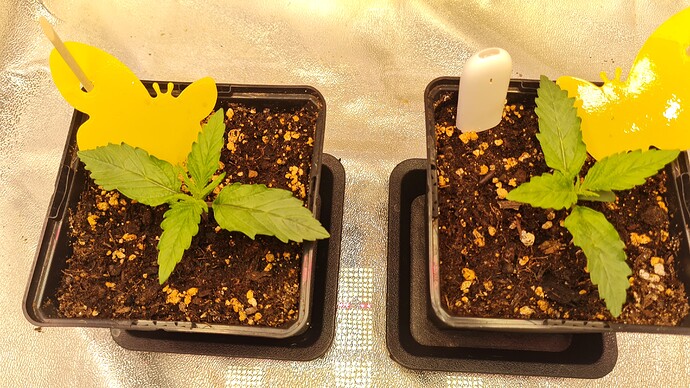 Growreport Bild 4