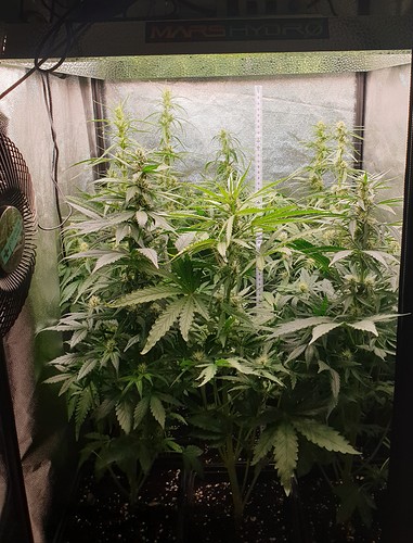 Growreport Bild 2