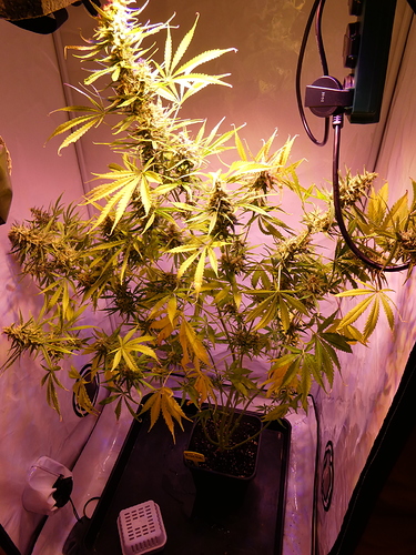 Growreport Bild 12