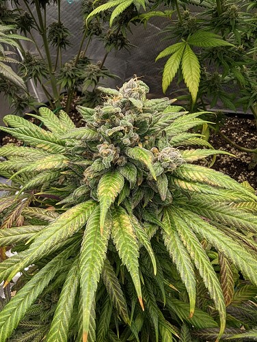 Growreport Bild 6