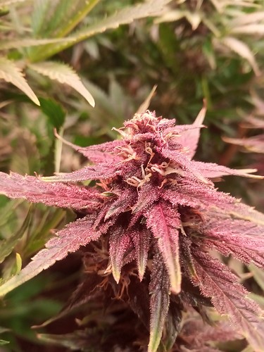 Growreport Bild 66