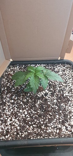 Growreport Bild 7
