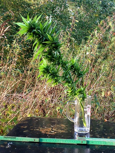 Growreport Bild 18