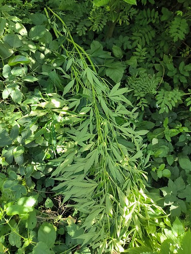 Growreport Bild 9