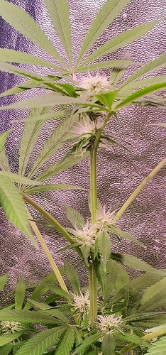 Growreport Bild 4