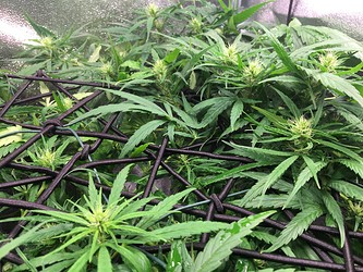 Growreport Bild 3