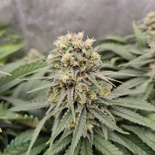 Growreport Bild 11