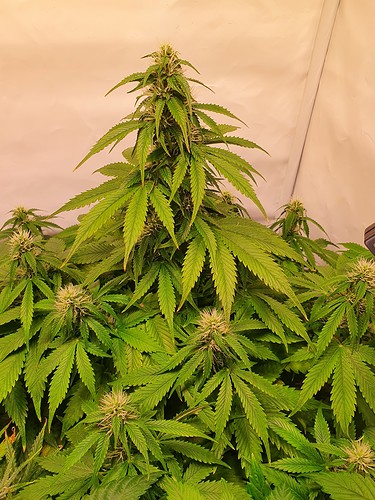 Growreport Bild 7
