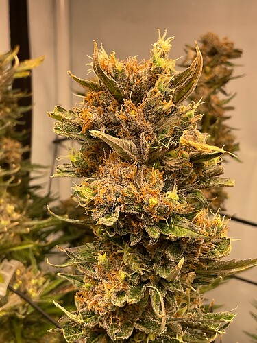 Growreport Bild 4