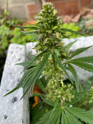 Growreport Bild 9