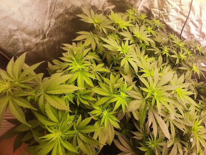 Growreport Bild 4
