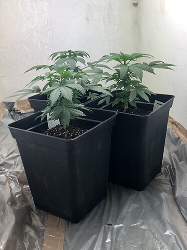 Growreport Bild 2
