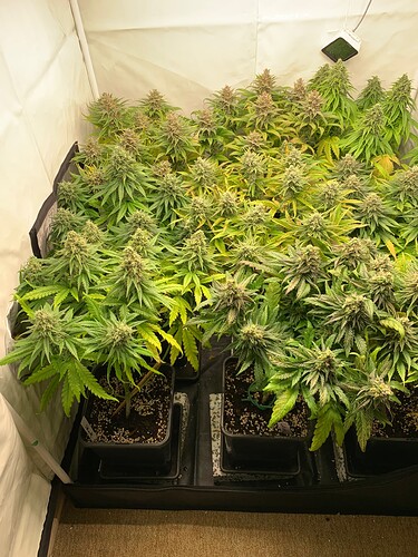 Growreport Bild 4