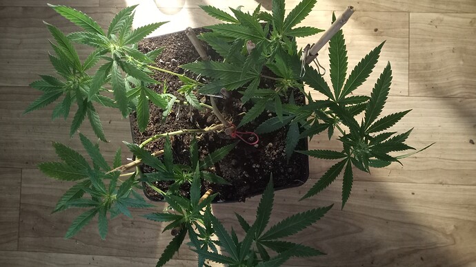 Growreport Bild 39