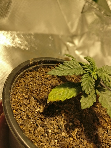 Growreport Bild 1