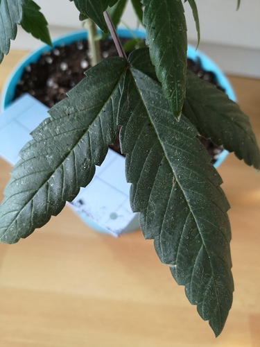 Growreport Bild 12