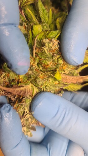 Growreport Bild 25